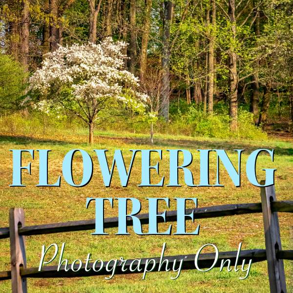 Flowering Tree in Photography